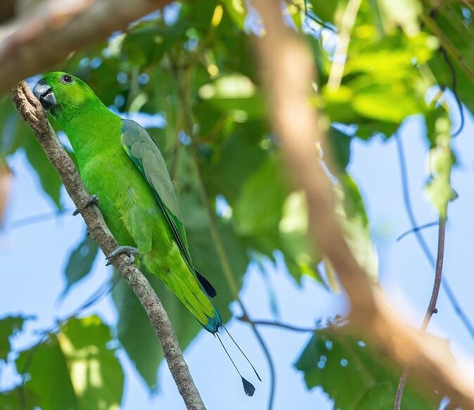 mengenal-burung-kring-kring-bukit-prioniturus-platurus-dan-habitatnya-9419055