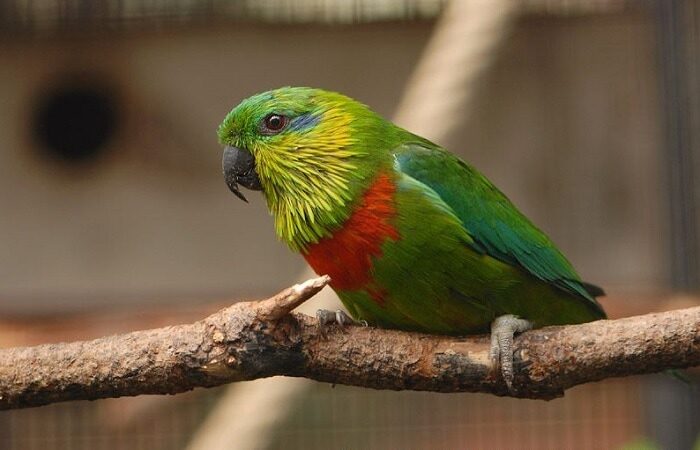 mengenal-burung-nuri-ara-salvadori-psittaculirostris-salvadorii-9295383