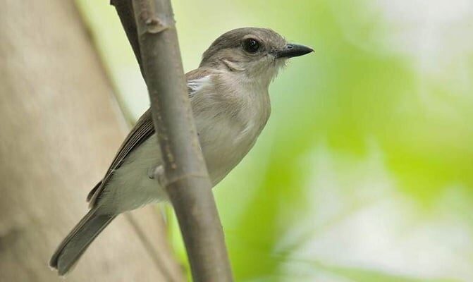 mengenal-lebih-dekat-karakteristik-burung-kancilan-bakau-2835773