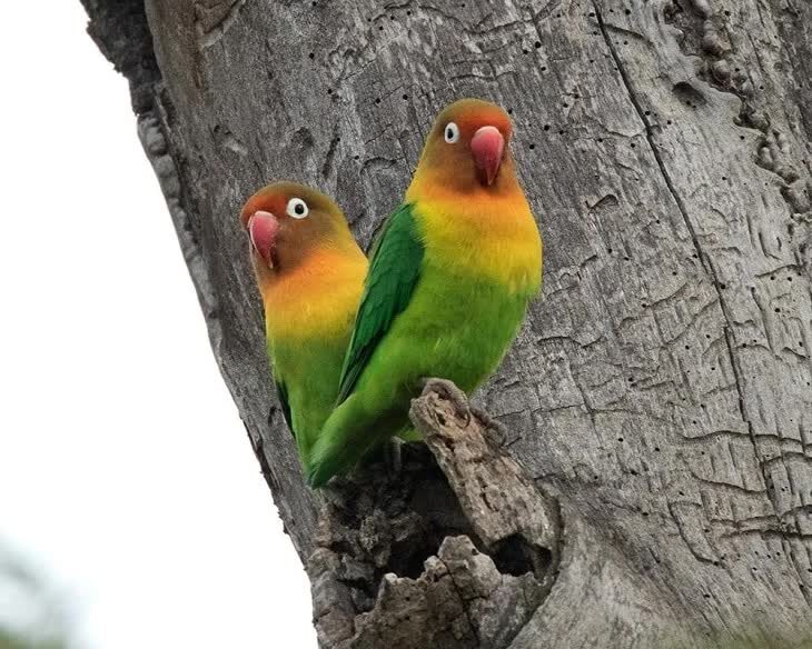 mengenal-lebih-jauh-lovebird-kacamata-fischer-agapornis-fischeri-7997867