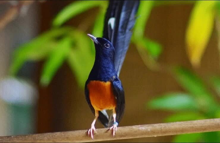 mengenali-burung-murai-batu-pancingan-2185670