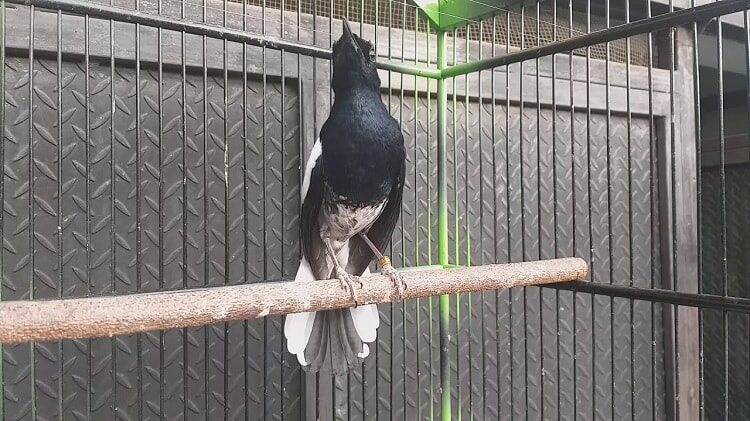 mengetahui-ciri-ciri-burung-kacer-tretes-dan-keunggulannya-5244075