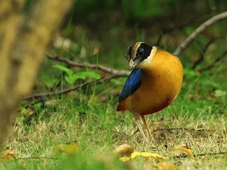 mengetahui-ciri-khas-burung-paok-sayap-biru-dan-daerah-persebarannya-1542877