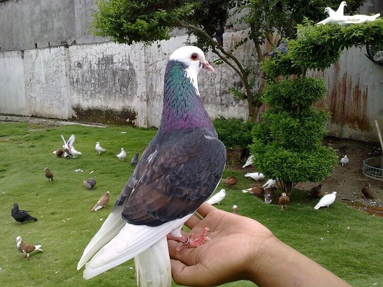 mengetahui-tips-merawat-burung-merpati-aduan-paling-efektif-9537556