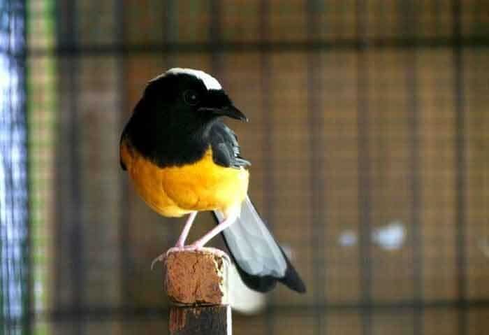 motif-ekor-burung-murai-balak-8314522