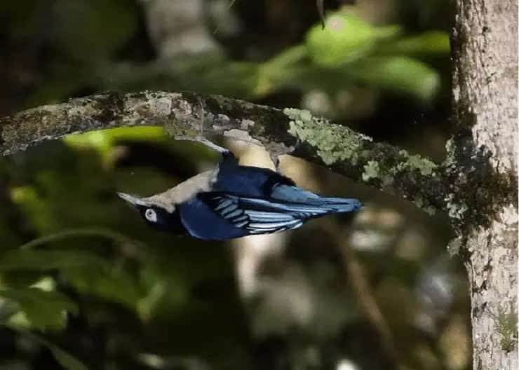 munguk-loreng-7391463