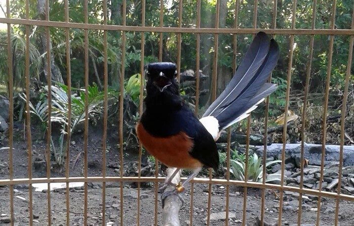 murai-batu-kurang-ngotot-inilah-penyebab-dan-cara-mengatasinya-1742041