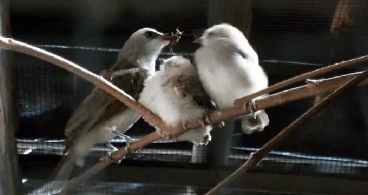 penangkaran-burung-trucukan-1578758