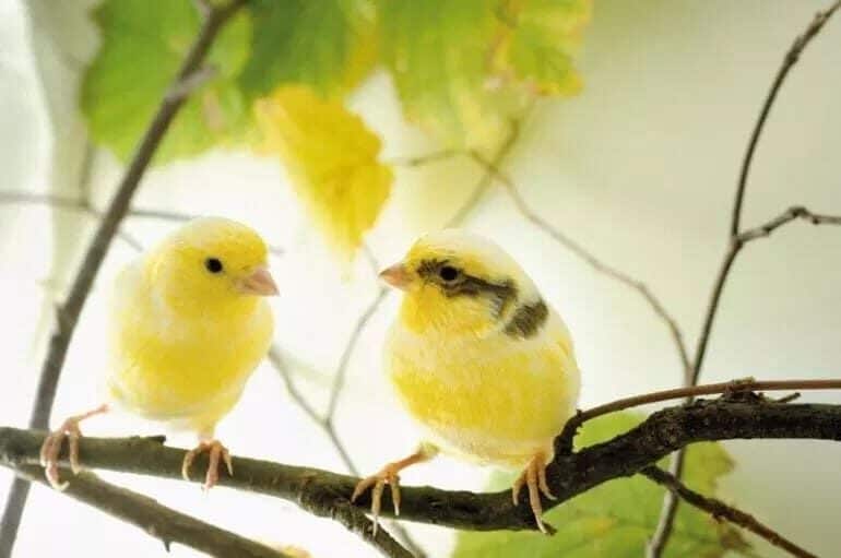 penjodohan-burung-kenari-af-3255624