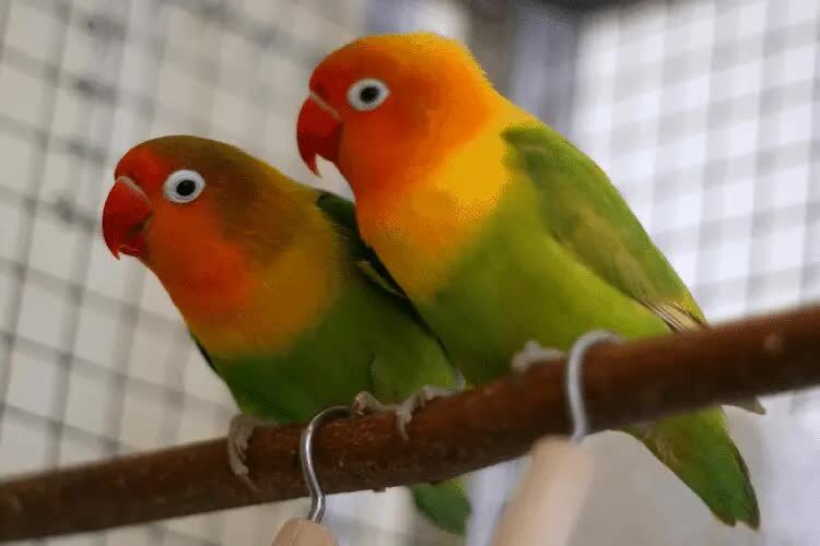 penyebab-lovebird-jantan-takut-dengan-lovebird-betina-4497932