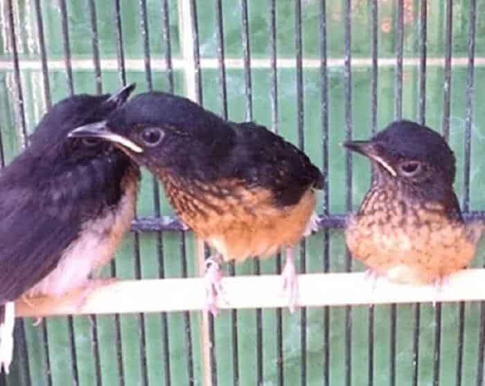 perawatan-murai-batu-trotol-umur-4-bulan-7515759