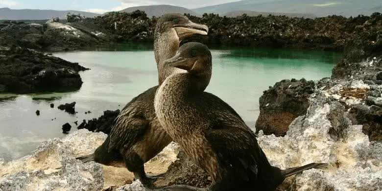 perilaku-burung-pecuk-3022807