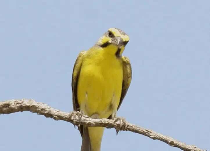 persebaran-burung-mozambik-9447717