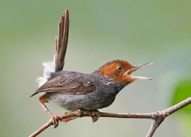 prenjak-kepala-merah-9939801