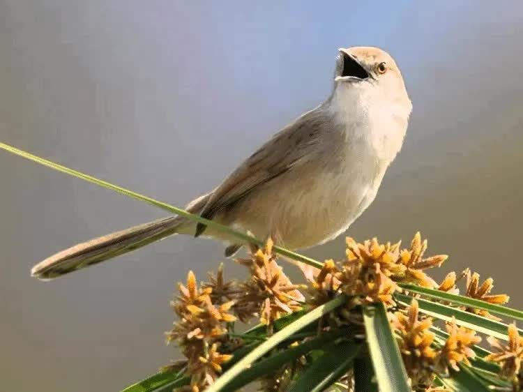 prenjak-sawah-6079121