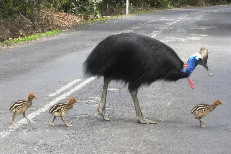 proses-perawatan-anak-kasuari-1293763