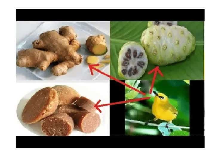 racikan-buah-mengkudu-untuk-pleci-2608126