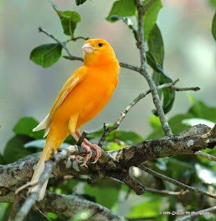 sejarah-kenari-7322108