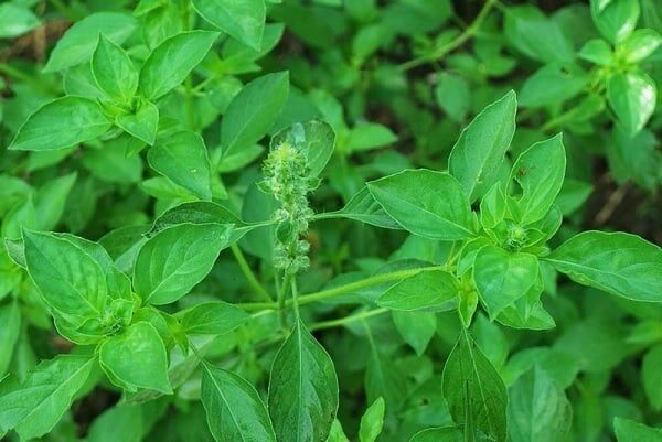 tanaman-herbal-untuk-burung-kenari-beserta-cara-penggunaan-dan-manfaatnya-burungnya-com_-3400604