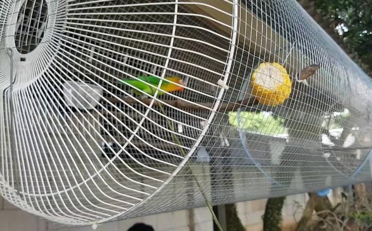 terapi-fisik-untuk-lovebird-agar-bisa-ngekek-panjang-8595114