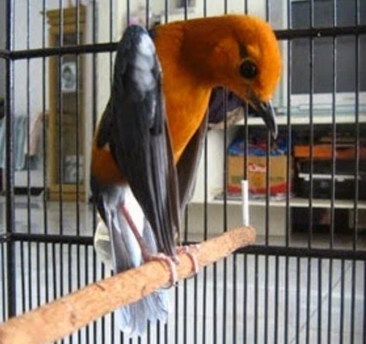 tips-anis-merah-teler-istimewa-1867474