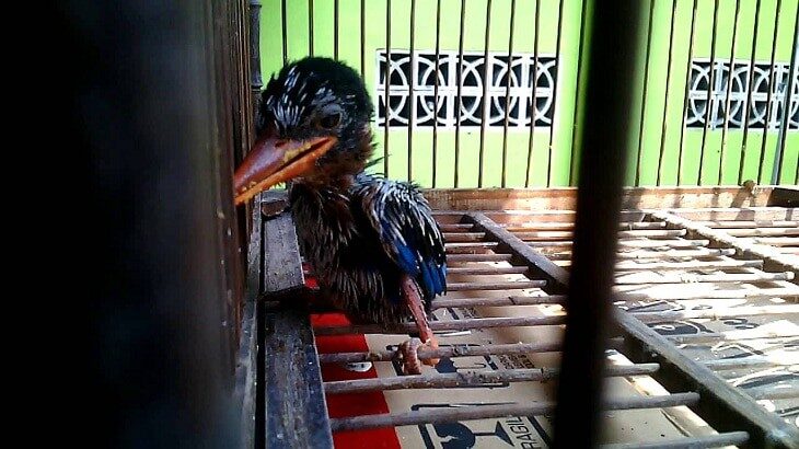 tips-lengkap-cara-merawat-tengkek-buto-anakan-agar-gacor-5214795