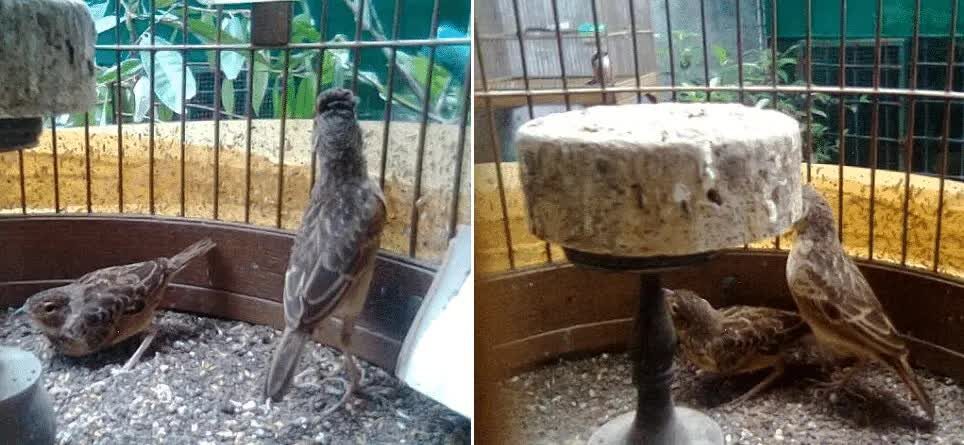 tips-sukses-penangkaran-burung-branjangan-bagi-pemula-8688273