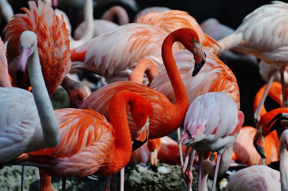 flamingos-1346637_960_720-4959755
