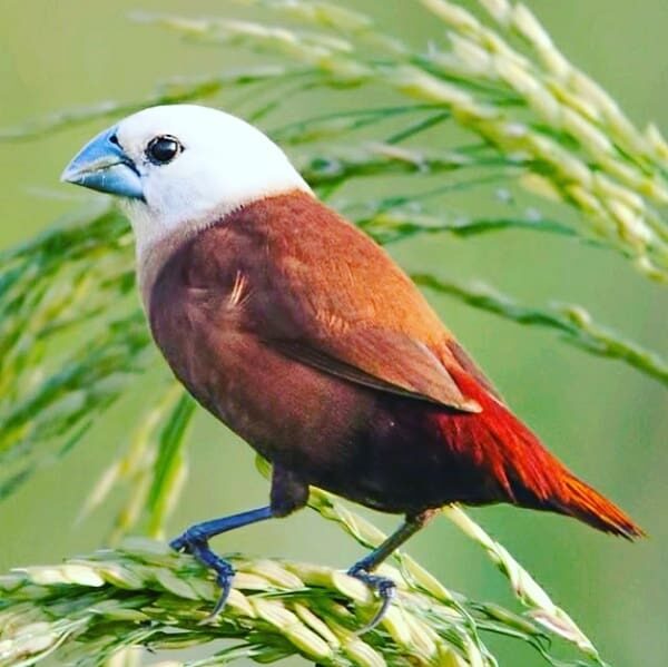 mengenal-karakteristik-burung-bondol-oto-hitam-6036351