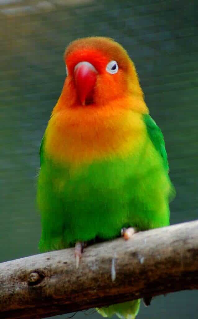 rabu15-638x1024-3162505