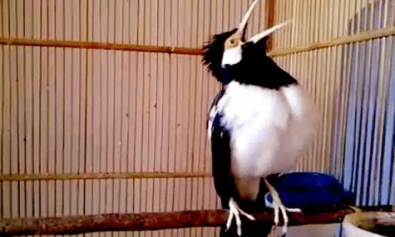 makanan jalak suren gacor