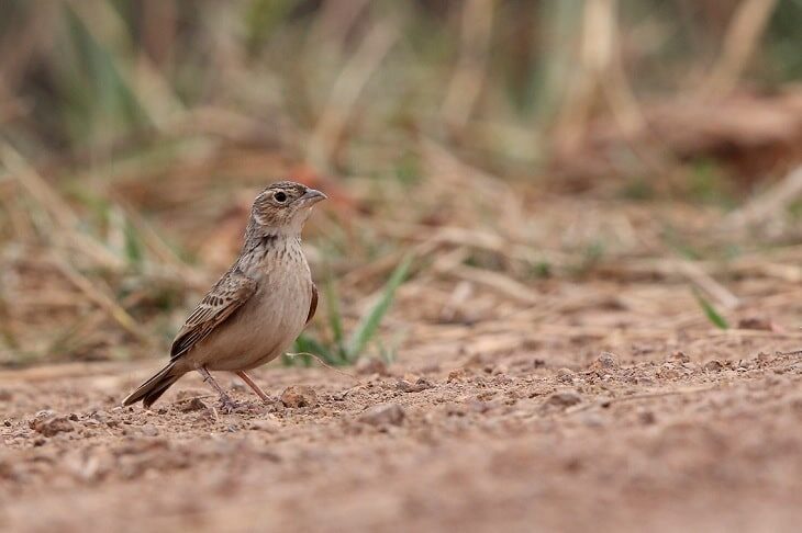 5-jenis-serangga-untuk-burung-branjangan-agar-gacor-dan-ngeplong-4759451