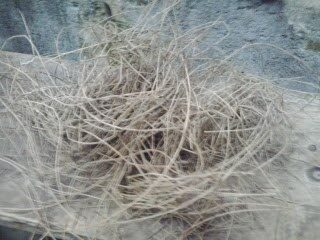 bahan-sarang-5131108