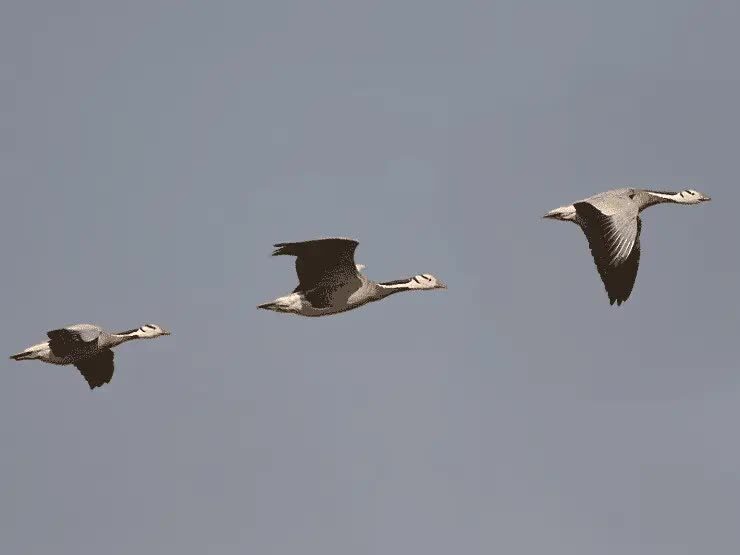 bar-headed-goose-jenis-burung-terbang-paling-tinggi-1449369