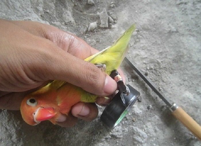 begini-cara-pasang-ring-lovebird-anakan-dengan-benar-6905123