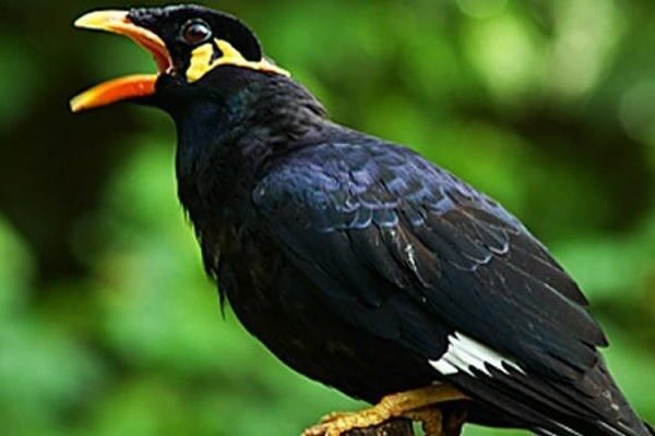 budidaya-burung-beo-sumber-inspirasi-bisnis-anda-kompas-com_-6950886