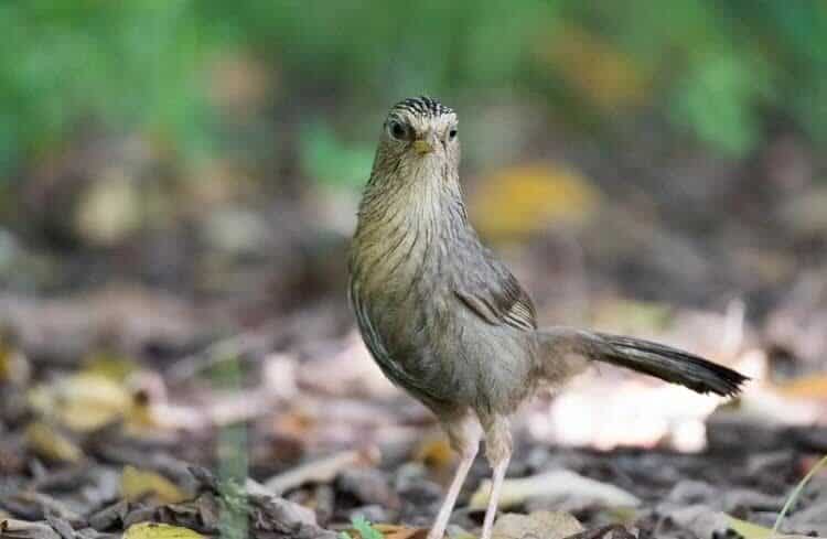 burung-hwamei-taiwan-2539587