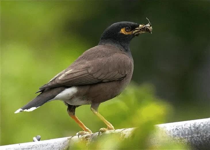 burung-kerak-ungu-1578728