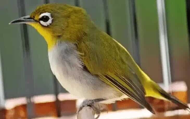 burung-pleci-kurang-fit-5488527