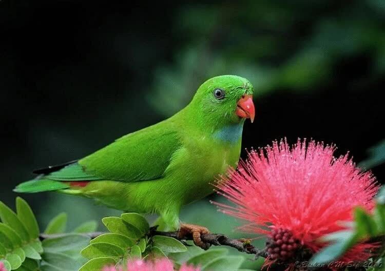 burung-serindit-makan-nektar-9241957