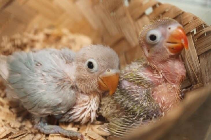 cara-memasang-ring-anakan-lovebird-usia-1-3-minggu-3571204