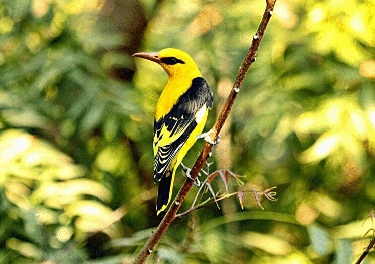 cara-membedakan-burung-kepodang-jantan-dan-betina-8881916