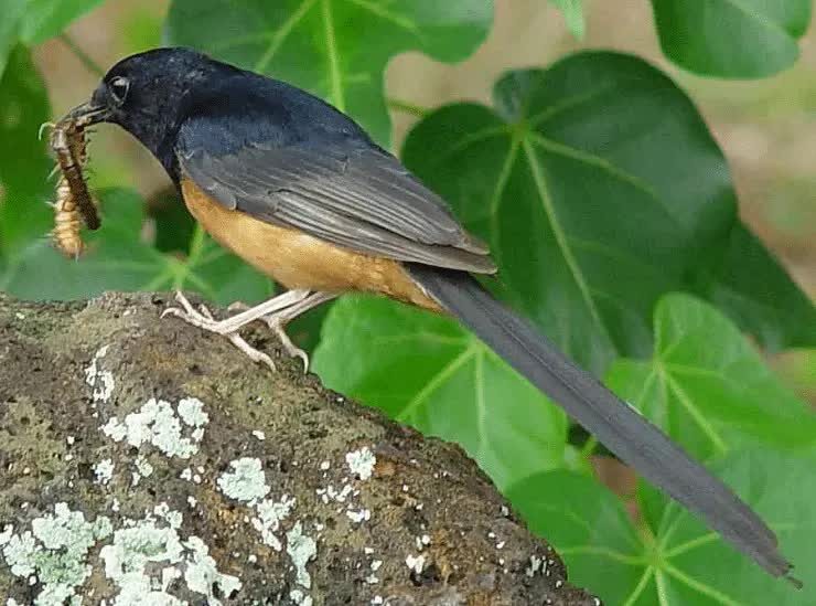 cara-memberikan-laron-ke-burung-yang-aman-3429455