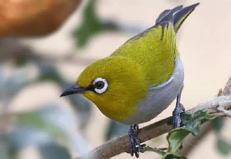 cara-memperbaiki-suara-burung-pleci-yang-kurang-bagus-4407245