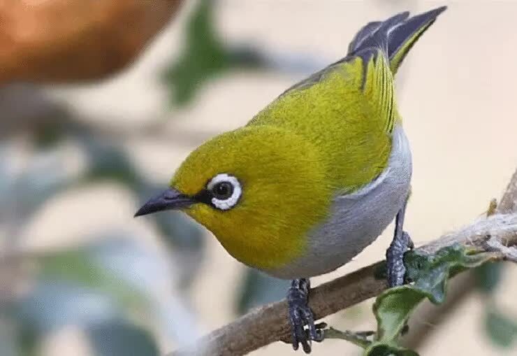 cara-memperbaiki-suara-burung-pleci-yang-kurang-bagus-5909089