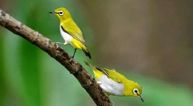 cara-mempercepat-burung-pleci-agar-ngerol-6290699