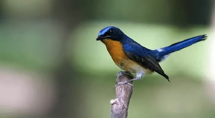 cara-menangani-burung-tledekan-stres-7120743