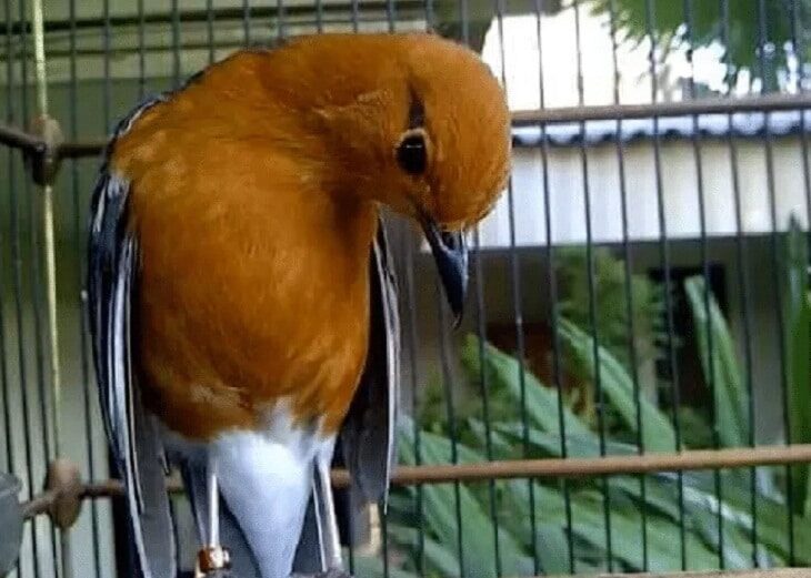 cara-mengatasi-anis-merah-ngecir-2049449