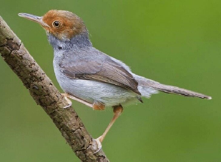 cara-mengatasi-burung-prenjak-macet-bunyi-6892080