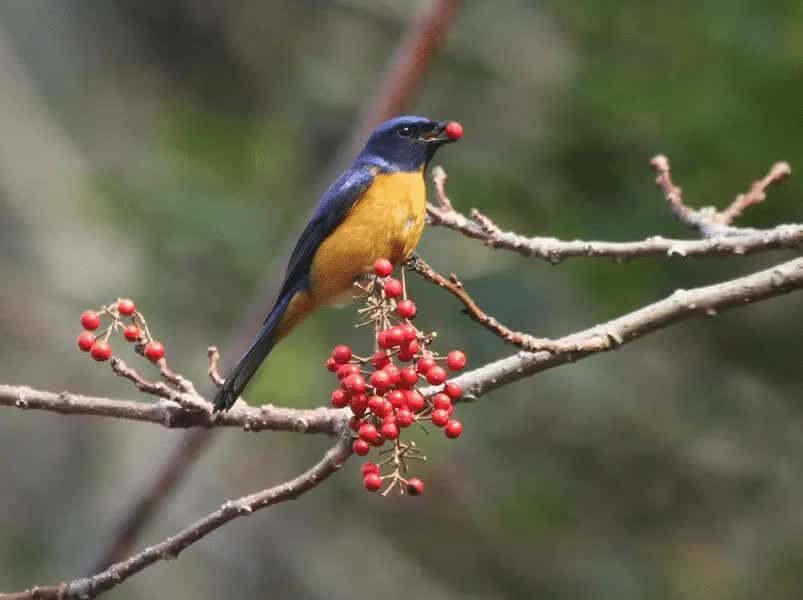cara-mengatasi-burung-sulingan-macet-bunyi-agar-gacor-5913126
